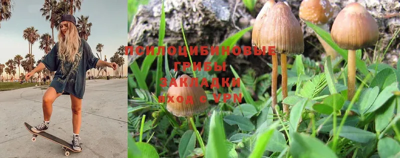 где найти   Великий Устюг  Псилоцибиновые грибы Magic Shrooms 